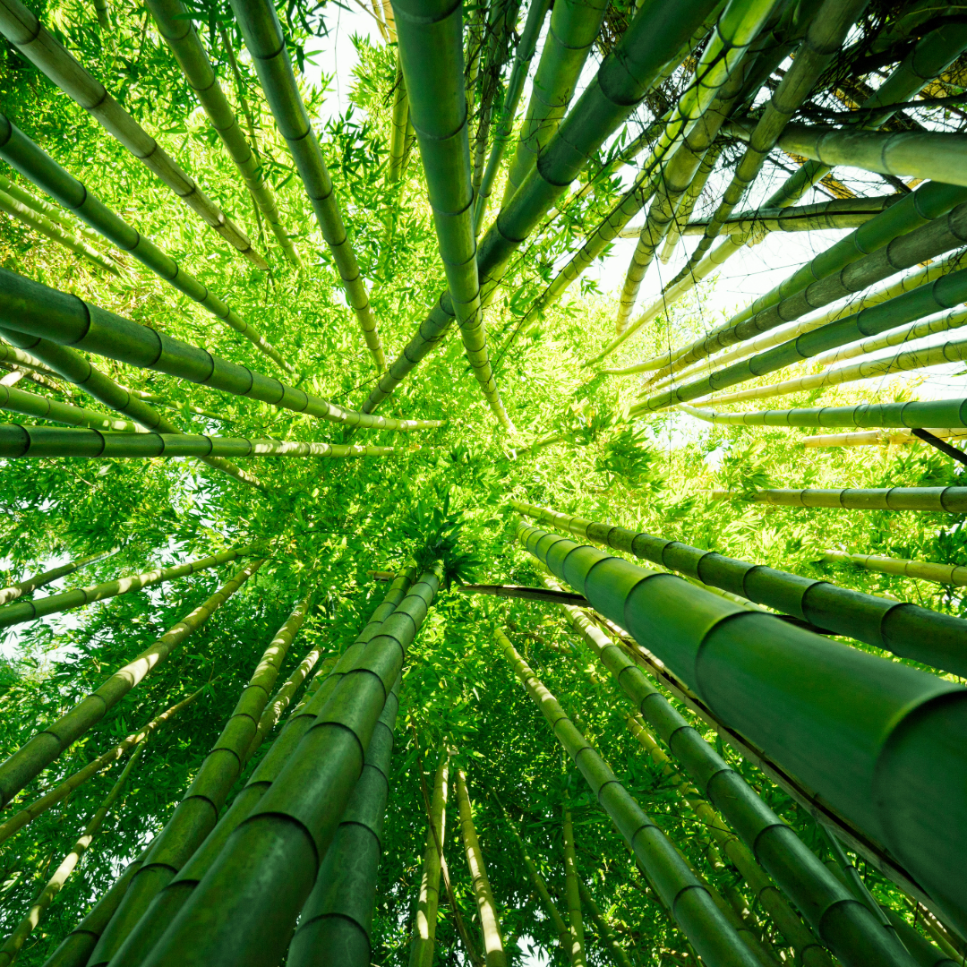 Reusable Bamboo Cotton Rounds