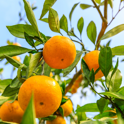 Glow Vitamin C Toner